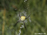 Banded Argiope 02