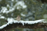 Texas Snow Bird