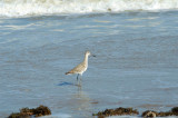 Long-billed Dowitcher 