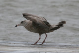 Mystery Gull J