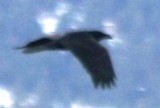 Photodocumentation of Chihuahuan Raven in Larimer County CO, 23 November 2009