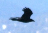 Copy of raven 11232009 Larimer CO NK 3.jpg