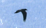 Copy of raven 11232009 Larimer CO NK 4.jpg