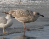 mystery gull 2cy 12262009 Boulder CO NK 281.jpg