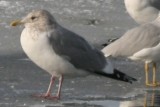 Mystery Gull O - possible Vega Gull