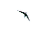 Great Swallow-tailed Swift