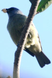 Yellow-winged Tanager