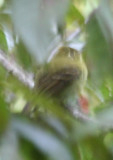 Yellowish Flycatcher