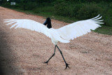 Jabiru - clear for takeoff!