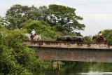 Water buffalo being transported