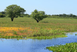 Cormorant roost