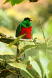 Crested Quetzal male