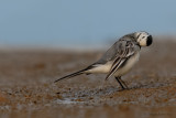 White Wagtail.