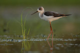 Black-winged stilt.