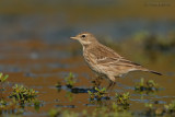 Water Pipit.