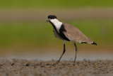 Spur-winged Lapwing.