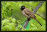 Yellow Vented Bulbul.