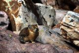 Pika in the Uintas near Kings Peak