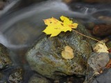 Leaf, rock, time