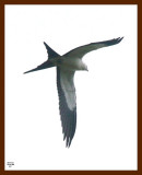 kite-swallow-tailed 8-10-08 4d908b.JPG