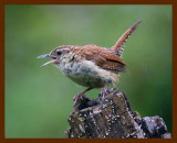 carolina wren 8-12-08 4d984b.JPG