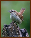 carolina wren 8-12-08 4d931p.JPG