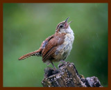 carolina wren 8-12-08 4d993b.JPG