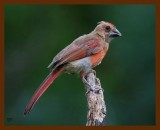 cardinal 8-20-08 4d912b.JPG