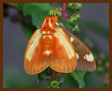 regal moth 8-1-08 4d320b.JPG