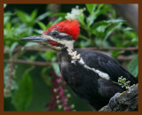 pileated-woodpecker 8-19-08 4d817b.JPG