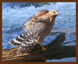 hawk-red-shouldered 1-19-09 4d421b.JPG