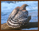 hawk-red-shouldered 1-19-09 4d422b.JPG