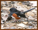 eastern towhee 2-28-09 4d757b.JPG