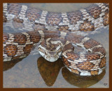 ratsnake-great-plains 5-1-09 4d524b.JPG