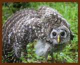 barred owl-young 5-12-09 4d635b.JPG