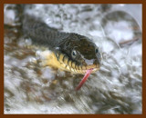 watersnake-yellow-bellied 5-10-09 4d427b.JPG