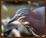 heron-green 6-27-09 4d616b.JPG