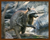 raccoon 6-30-09 4d484b.JPG