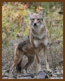 coyote 11-2-07 4c3b.jpg