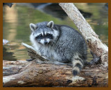 raccoon 11-23-07 4c46b.jpg