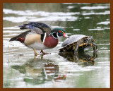 wood-duck-slider 4-9-08 4c179b.JPG