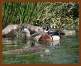 wood-ducks-watersnake-diamond-back 4-19-08 4c171b.JPG