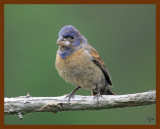 blue-grosbeak-young 4-27-08 4c354b.JPG