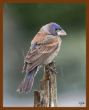 blue-grosbeak-young 4-27-08 4c499b.jpg