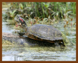 turtle-red-eared slider 4-24-08 4c050b.JPG