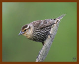 red-wing blackbird 5-3-08 4c428b.JPG