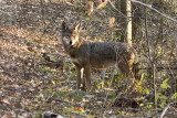 Red Wolf_0085
