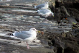 NewRoch Seagulls 2