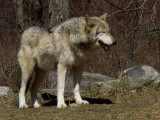 Wolves 3-22-08 12.1