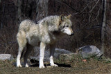 Wolves 3-22-08 13.1